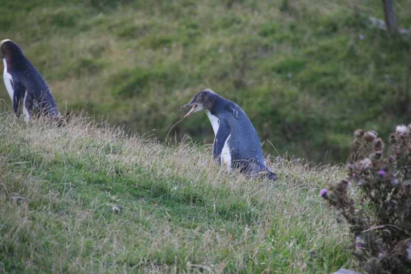 Nieuw-Zeeland 2011 - 2057